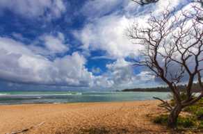 A beach with tree-0690.jpg